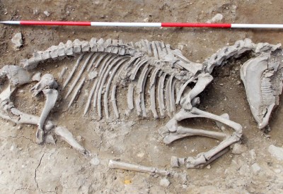 Excavated medieval horse skeleton