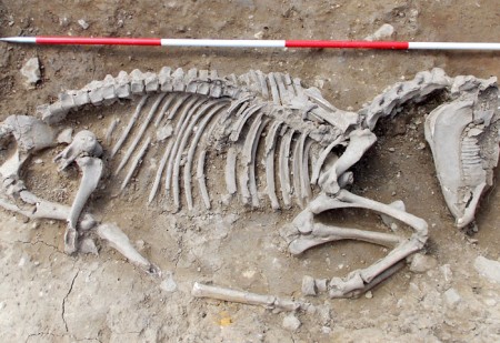 Excavated medieval horse skeleton